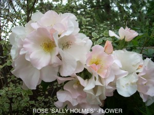 Rose 'Sally Holmes' - blossom